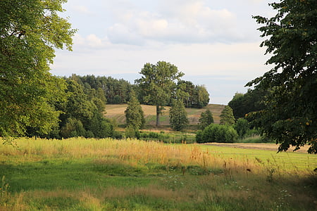 padang rumput, pohon, alam, Polyana, Polandia, hijau, bidang