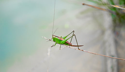 santamontes, cricket, insect, green, nature, grasshopper, insects
