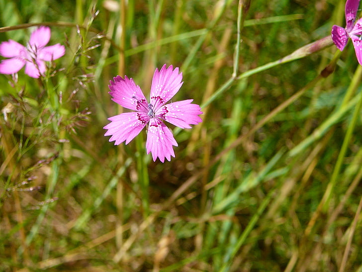 květ, louka, květ, Bloom, Příroda, růžová