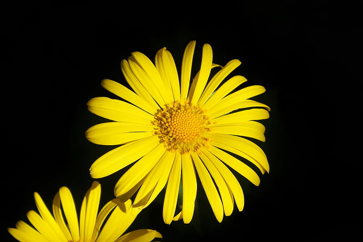 Blume, Balkan-gemswurz, Doronicum orientale, Kaukasus gemswurz, Anlage, Frühling, gelb