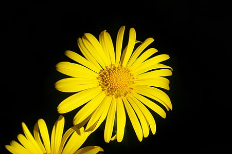 цветок, Балканский gemswurz, Дороникум orientale, Кавказ gemswurz, завод, Весна, желтый