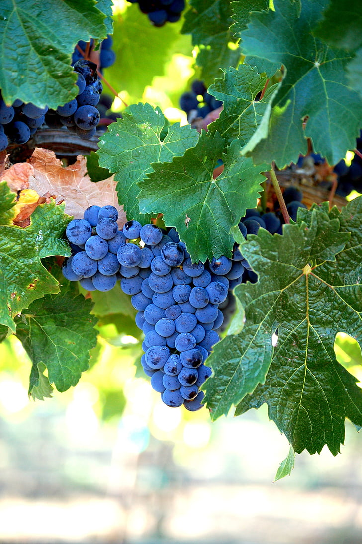 Merlot, viinamarjad, veini, puu, saagi, klastri, Grapevine