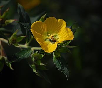 bug, έντομο, λουλούδι, άνθιση, χλωρίδα, γύρη, φύση