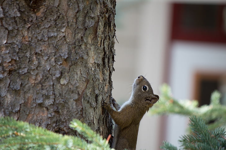 veverica, drevo, srčkano, sesalec, narave, prosto živeče živali, kosmate