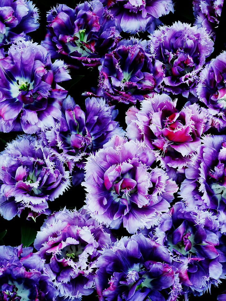 Hoa, Hoa, Wild flower, đóng, màu tím, Keukenhof, Hà Lan