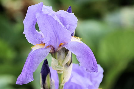 Lily, màu tím, Blossom, nở hoa, Hoa, màu xanh, Iris