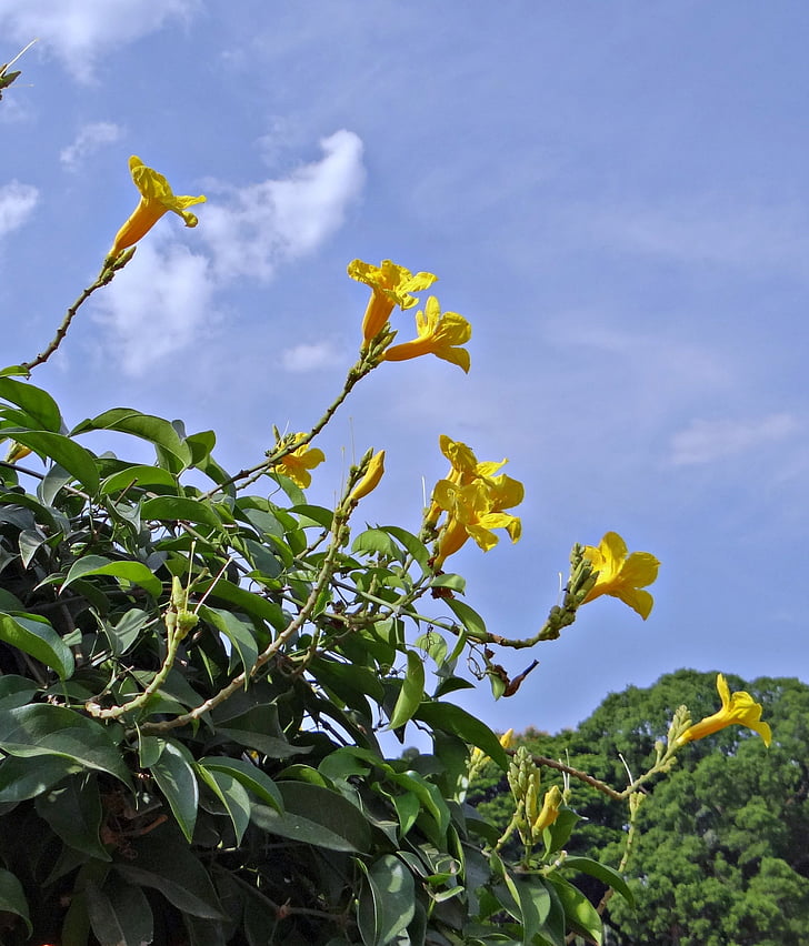 sárga trombita szőlő, virág, sárga, adenocalymna comosum, Szivarfafélék, India