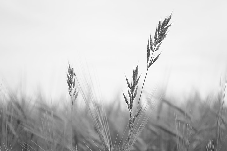 пшеница, Черно, бяло