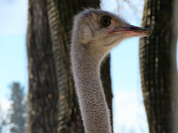 avestruz, pássaro, jardim zoológico, cabeça, closeup