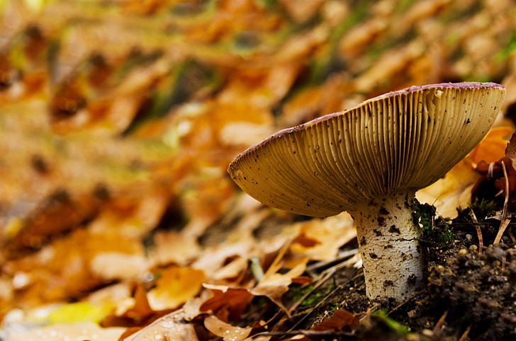 mushroom, forest, leaf, leaves, macro, edible, inedible