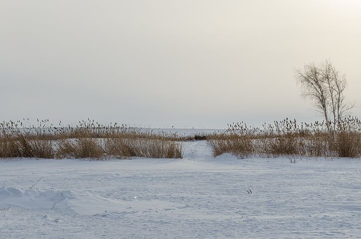 field, winter, wood, reed, grass, nature, frost