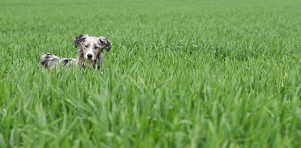สุนัข, ทุ่งหญ้า, เล่น, รายการช้อปปิ้ง, หญ้า, สัตว์เลี้ยง, สัตว์