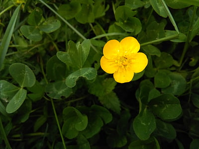 Χαριτωμένο, λίγο, Κίτρινο, λουλούδι, φύση, φωτογραφία, τριφύλλια
