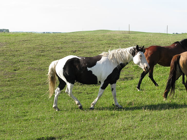 cavall, ranxo, les pastures