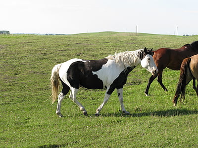 cavalo, rancho, pasto