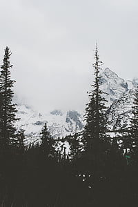 φωτογραφία, δάσος, χιονισμένο, βουνά, γκρι, ουρανός, ομίχλη