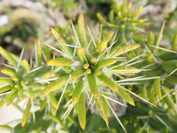 Cactus, Opuntia, motorn, foliering, grön, austrocylindropuntia subulata, skär subulata