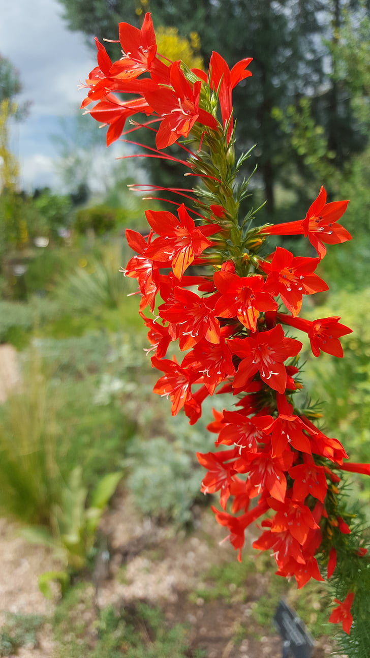 nuolatinio kiparisas, ipomopsis rubra, raudona, ilgas, gėlė, Denver, Botanikos sodai
