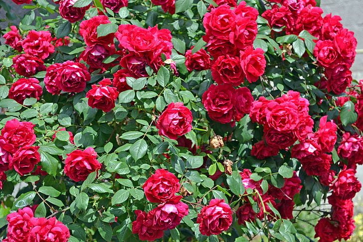 róże, bukiet, kwiaty, ogród, kolory, czerwony, zielony
