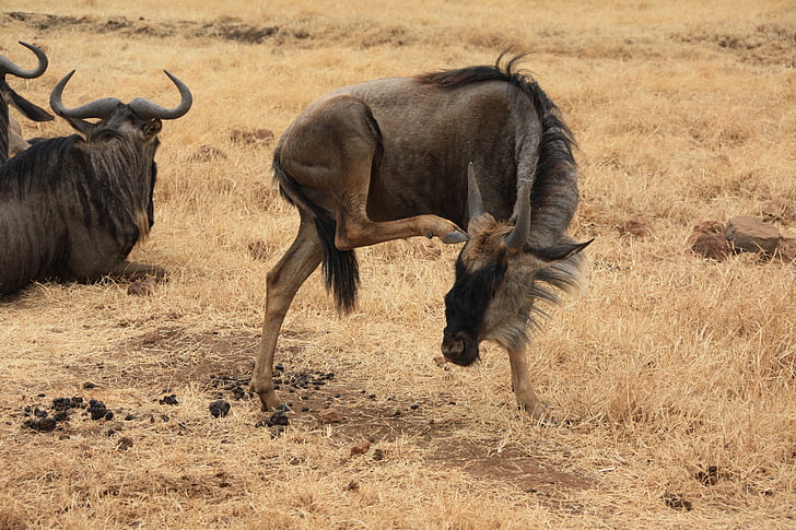 GNU, Afryka, Safari, park narodowy, dzikie zwierzęta, Tanzania, bezdroża