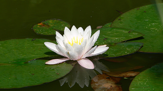 nuphar lutea, pond, blossom, bloom, biotope, garden, green