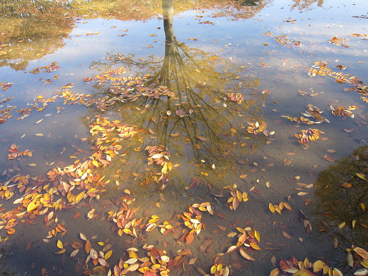 jeseň, listy, plávajúce, opadá lístie, reflexie, vody, Farba