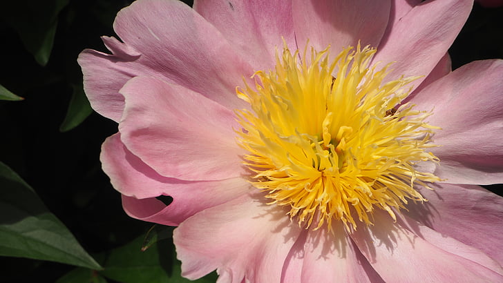 pink, yellow, pink flower, yellow center, macro, bloom, blossom