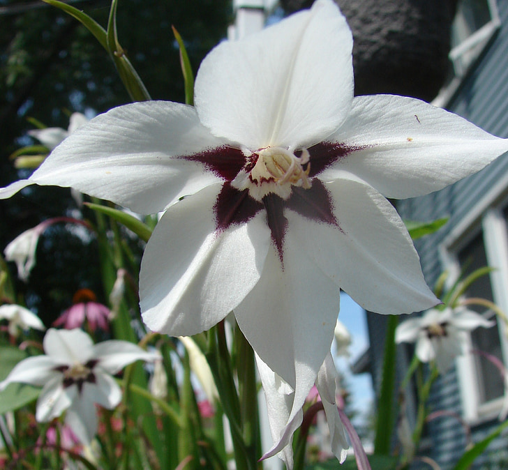 orquídea de pavão, orquídea, flor, flor, lily de espada, gladíolo, Verão