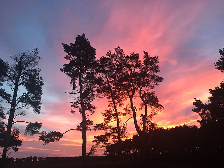 trees, colourful sky, bright, sunset, silhouette, pink sky