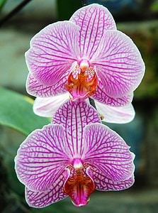 orchidea, kvet, kvet, Flora, ružová, Príroda, Tropical