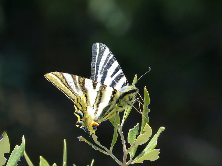 Papilio machaon, Machaon, Butterfly kuningatar, perhonen