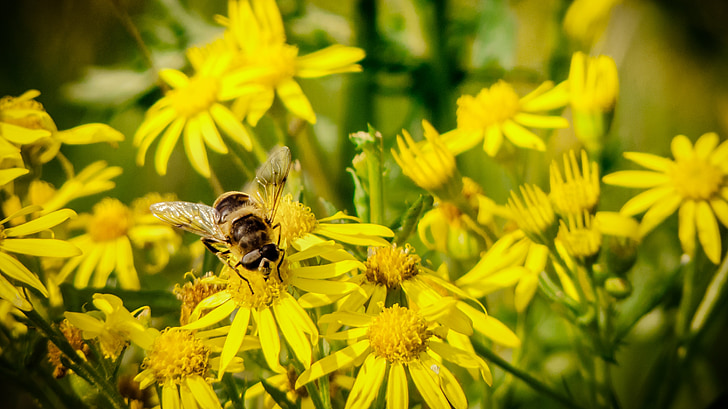 пчела, насекоми, затвори, макрос, цвете, мед, жълто