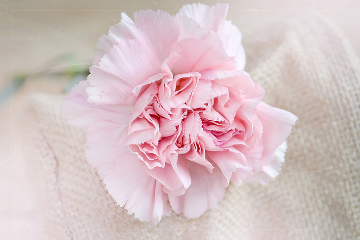 flower, carnation, pink, blossom, bloom, carnation pink, schnittblume