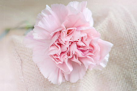 virág, szegfű, rózsaszín, Blossom, Bloom, szegfű rózsaszín, schnittblume