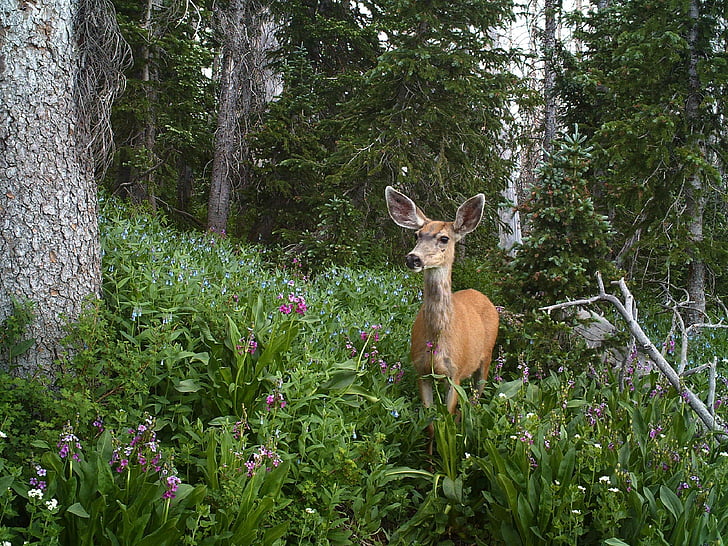 mule deer, doe, female, wildlife, nature, portrait, outdoors