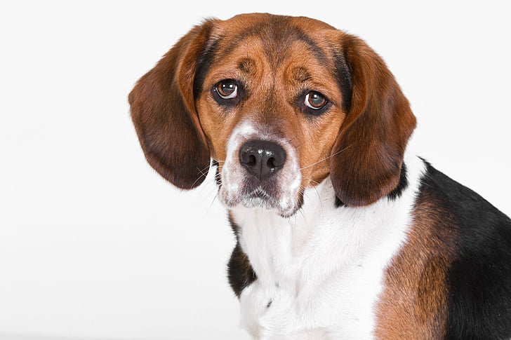gos, Beagle, Retrat, valent, orelles, blanc