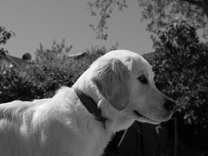 pas, crno i bijelo, ljubimac, fotografiranje divljih životinja
