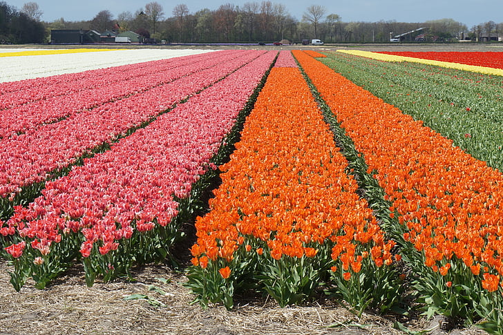 field of flowers, tulips, spring flowers, fields, tulip field, nature, spring