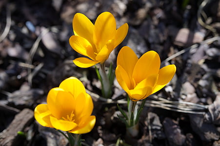 crocus, garden, end of winter, early bloomer, spring, yellow, plant