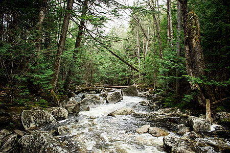 поток, Вудс, лес, Природа, скалы, зелень, течет