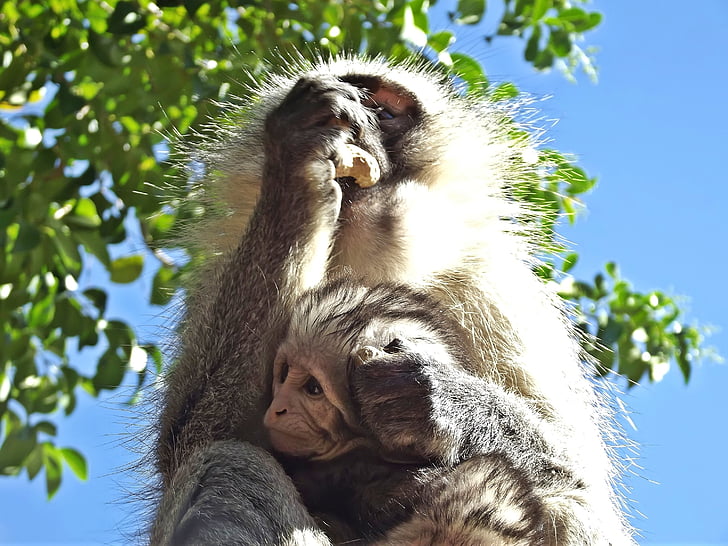 Monkey, Vervet, Baby, spädbarn, Sydafrika, Hartbeespoort, Schoemansville