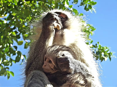 con khỉ, vervet, em bé, trẻ sơ sinh, Nam Phi, Hartbeespoort, Schoemansville