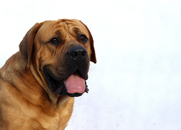 cão, Branco, feliz, Inverno, plano de fundo, raça, bonito