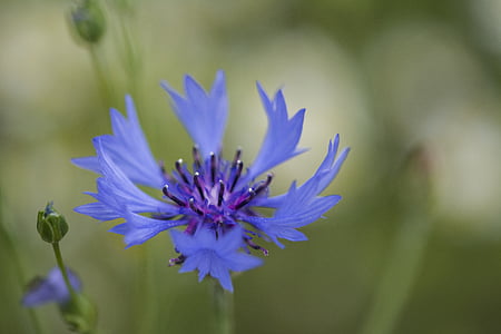 Aciano, blau, cornflowers, flor, macro, flor de color blau, porpra