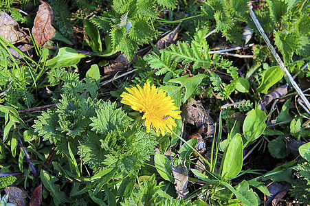Löwenzahn, Blüte, Bloom, gelb, Blume, Taraxacum officinale