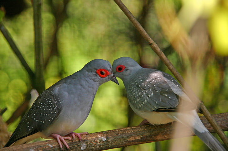 birds, kiss, love, red, grey, close-up, green