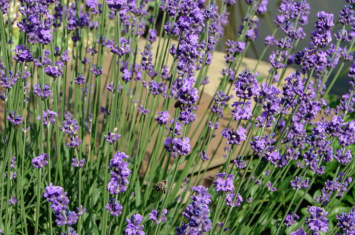 Lavender, bunga, ungu, musim panas, bunga lavender, alam, lebah