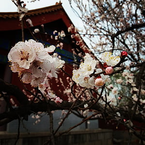 flower, plum blossom, spring