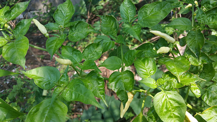kochchi, kochchi chili, baltā kochchi čili, kochchi augu, čili, sri Lanka, Lanka, Sri lanka