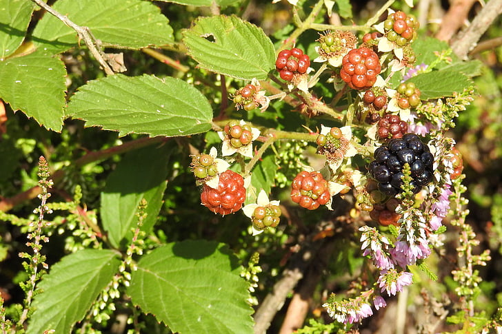 blackberries, heide, heather, forest, nature